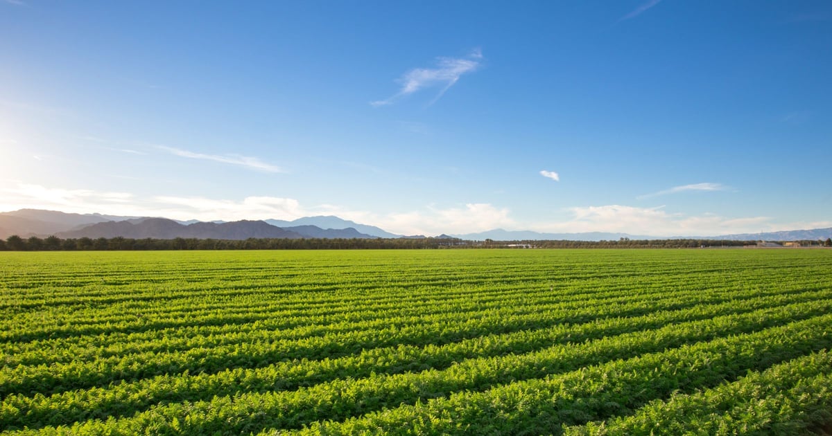 Fields of Tracy, CA